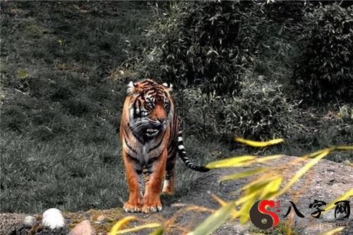 梦见老虎撒尿